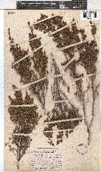 Erica dominans image