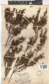 Erica dominans image