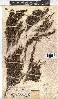 Erica dominans image