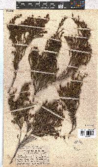 Erica dominans image