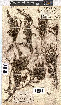 Erica dominans image