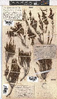 Erica dominans image