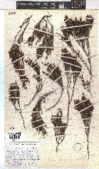 Erica dominans image