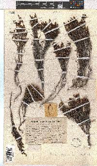 Erica dominans image