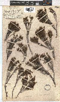 Erica dominans image