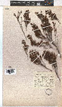 Erica dominans image