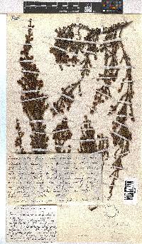 Erica dominans image