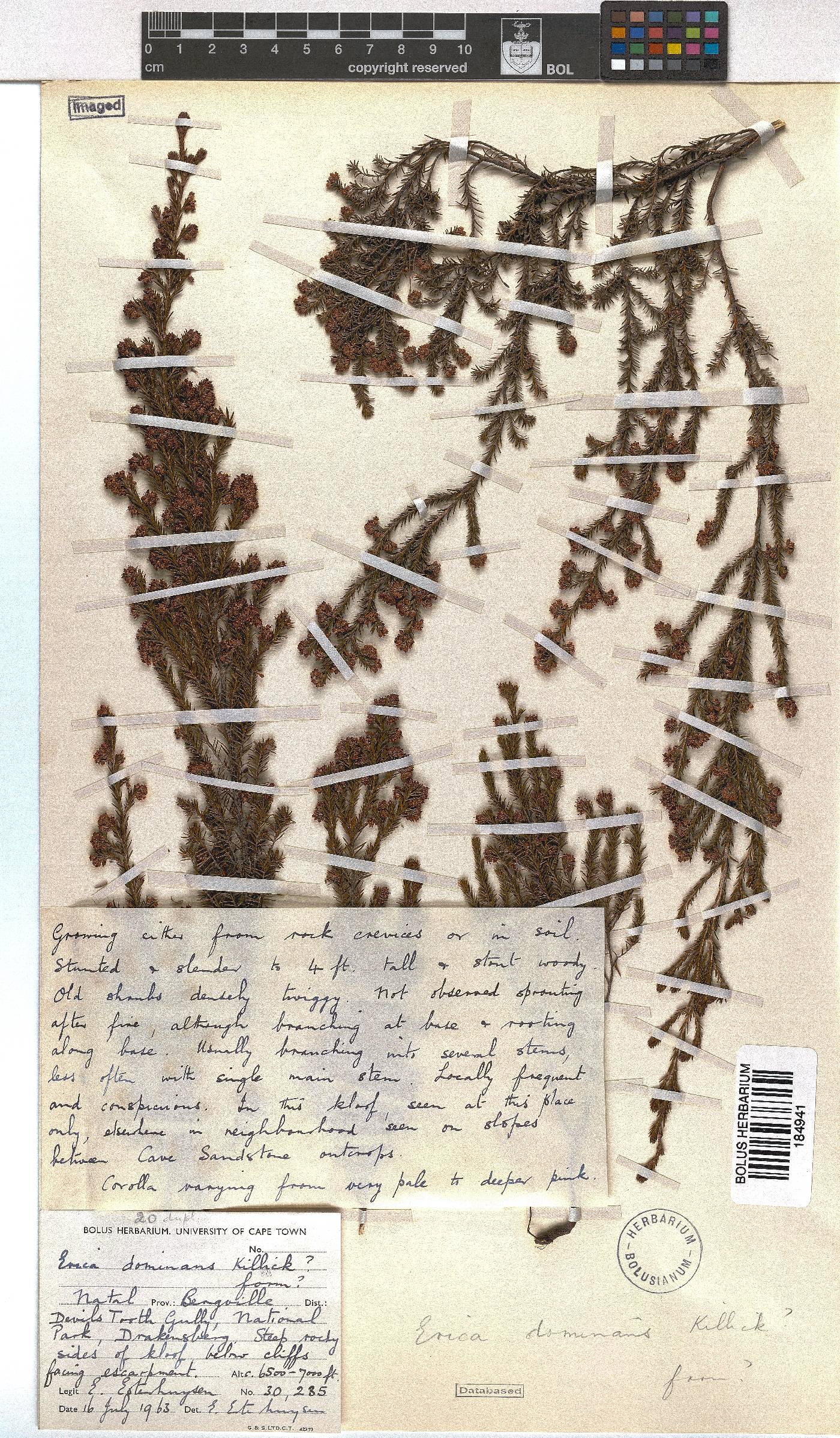 Erica dominans image