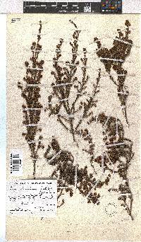 Erica dominans image