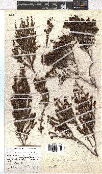 Erica dominans image