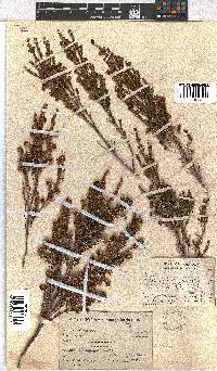 Erica dominans image