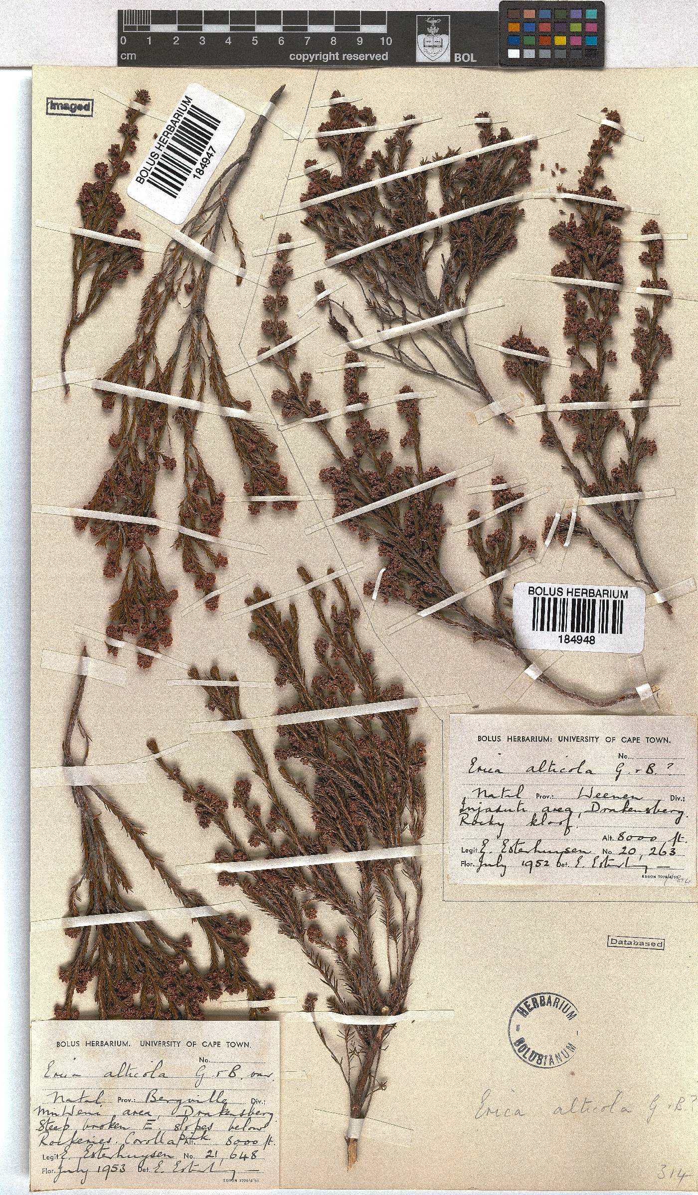 Erica dominans image