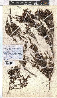 Erica glaphyra image