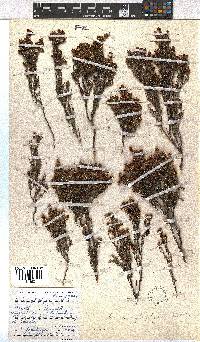 Erica glaphyra image