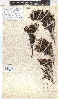 Erica glaphyra image