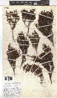 Erica glaphyra image