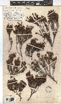 Erica glaphyra image