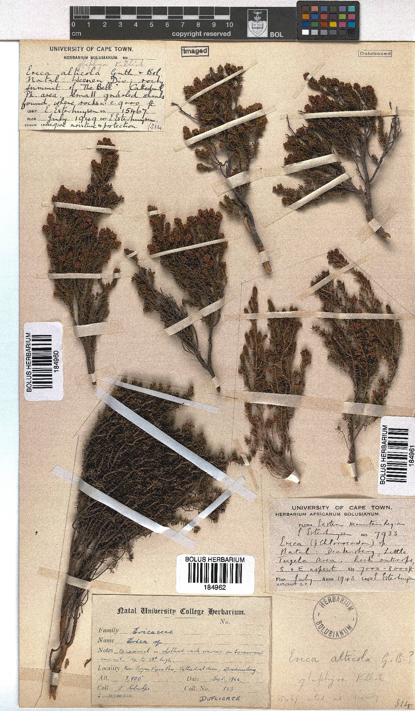 Erica glaphyra image