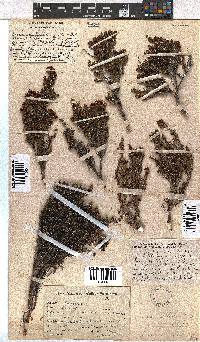 Erica glaphyra image