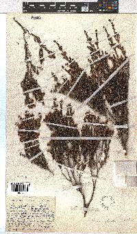 Erica glaphyra image