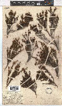 Erica glaphyra image