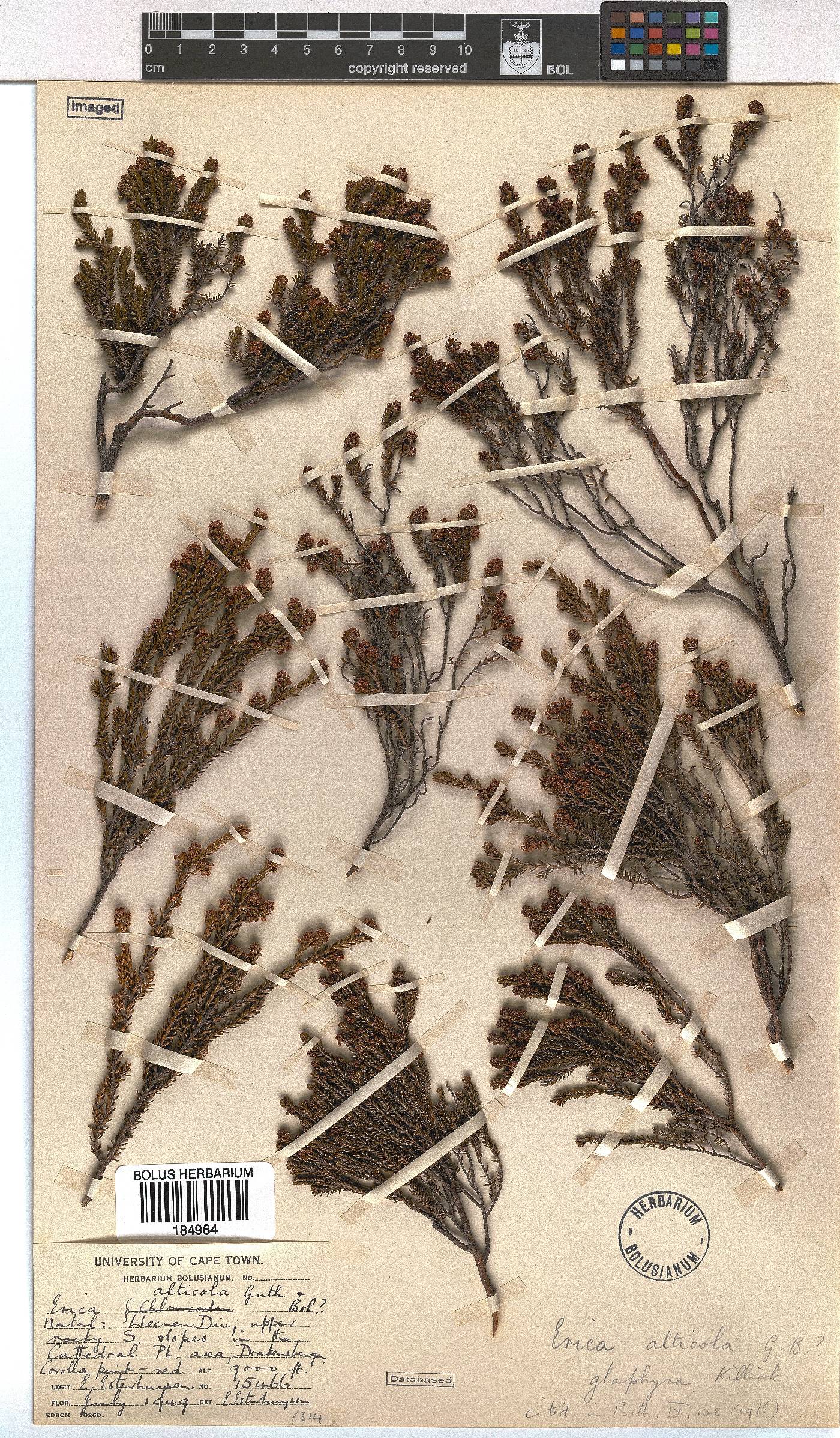 Erica glaphyra image