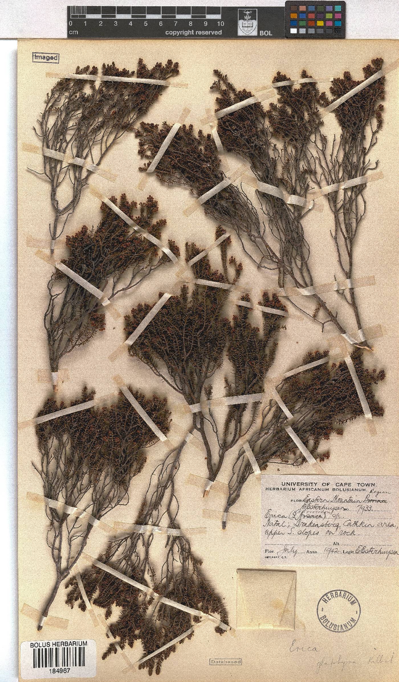 Erica glaphyra image