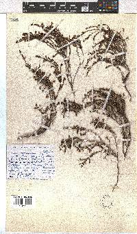 Erica dominans image