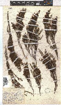 Erica dominans image