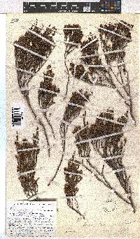 Erica dominans image