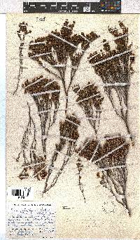 Erica dominans image