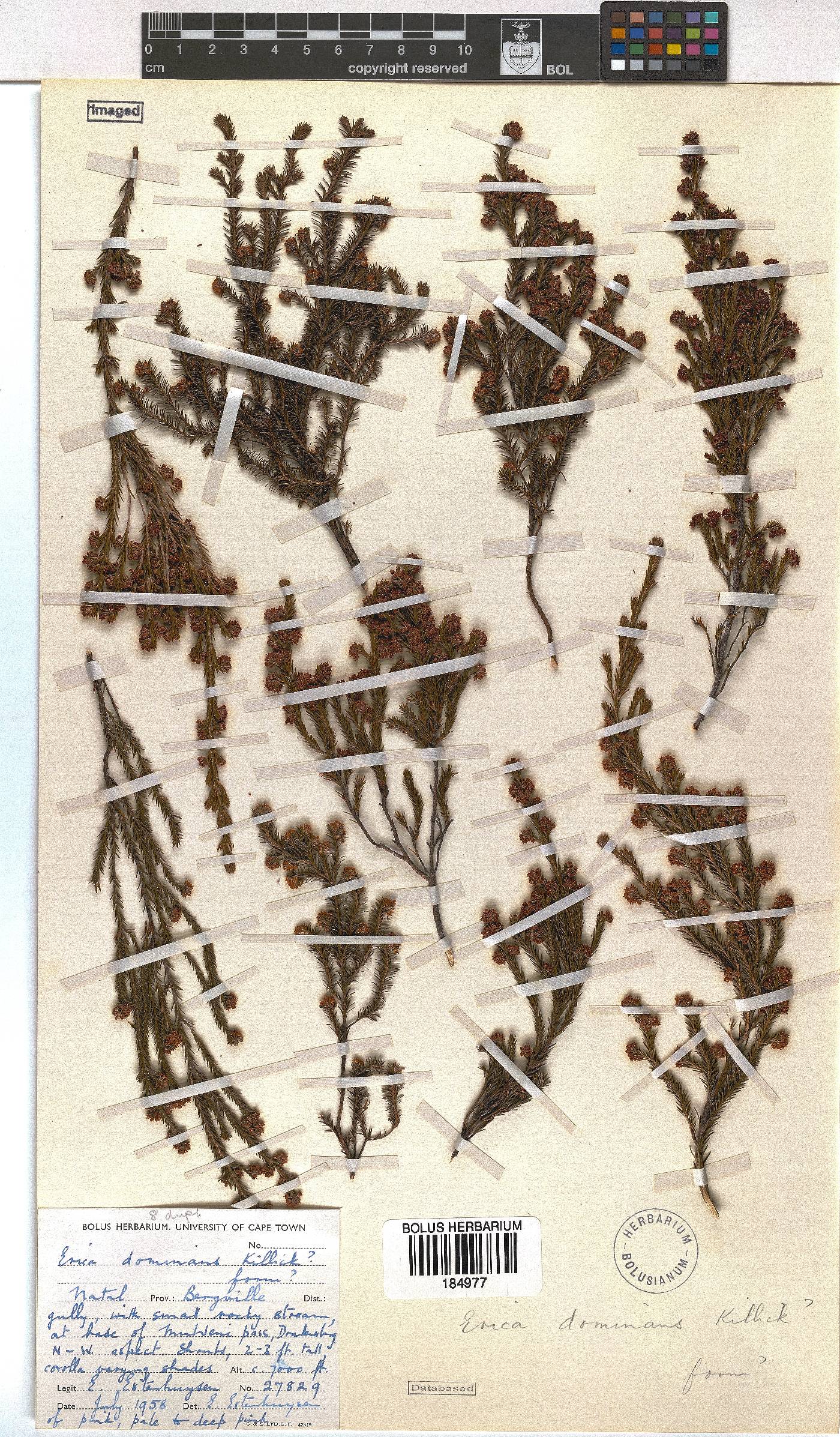 Erica dominans image