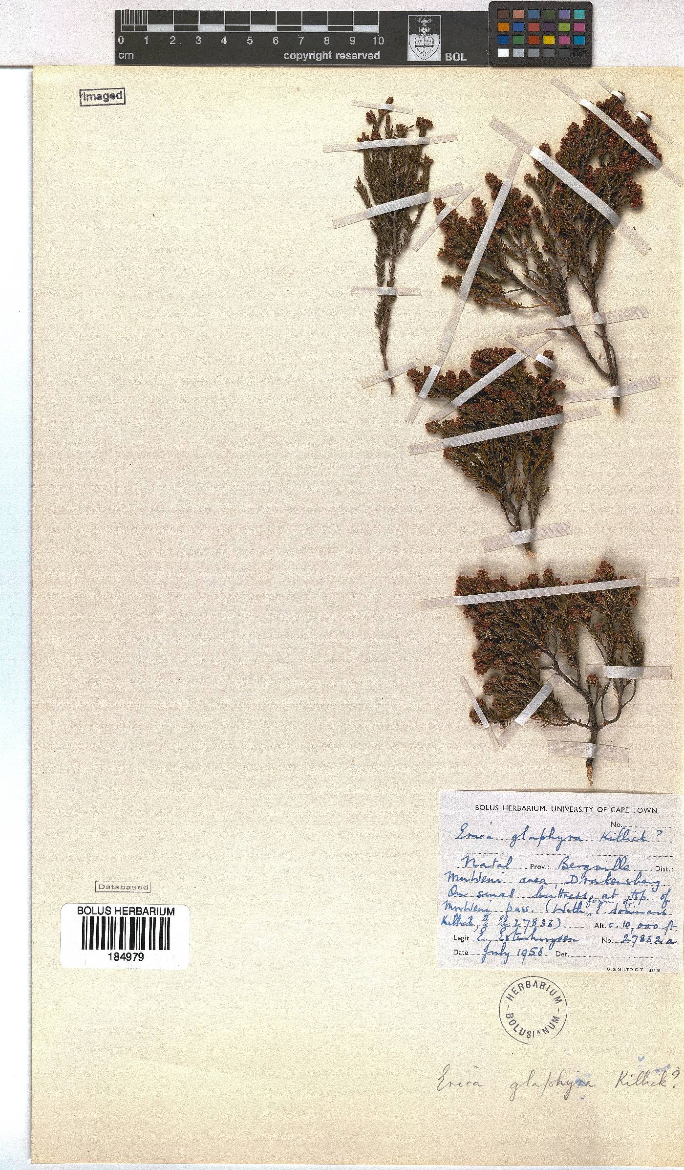 Erica glaphyra image