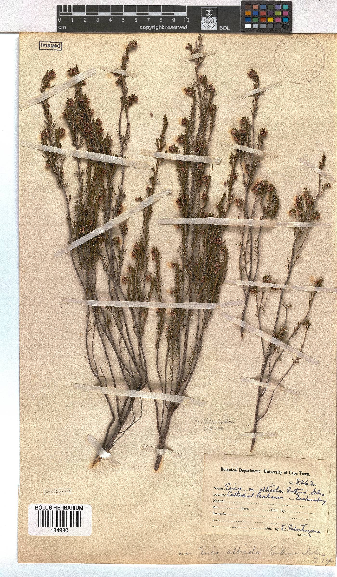 Erica alticola image