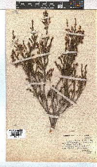 Erica alticola image