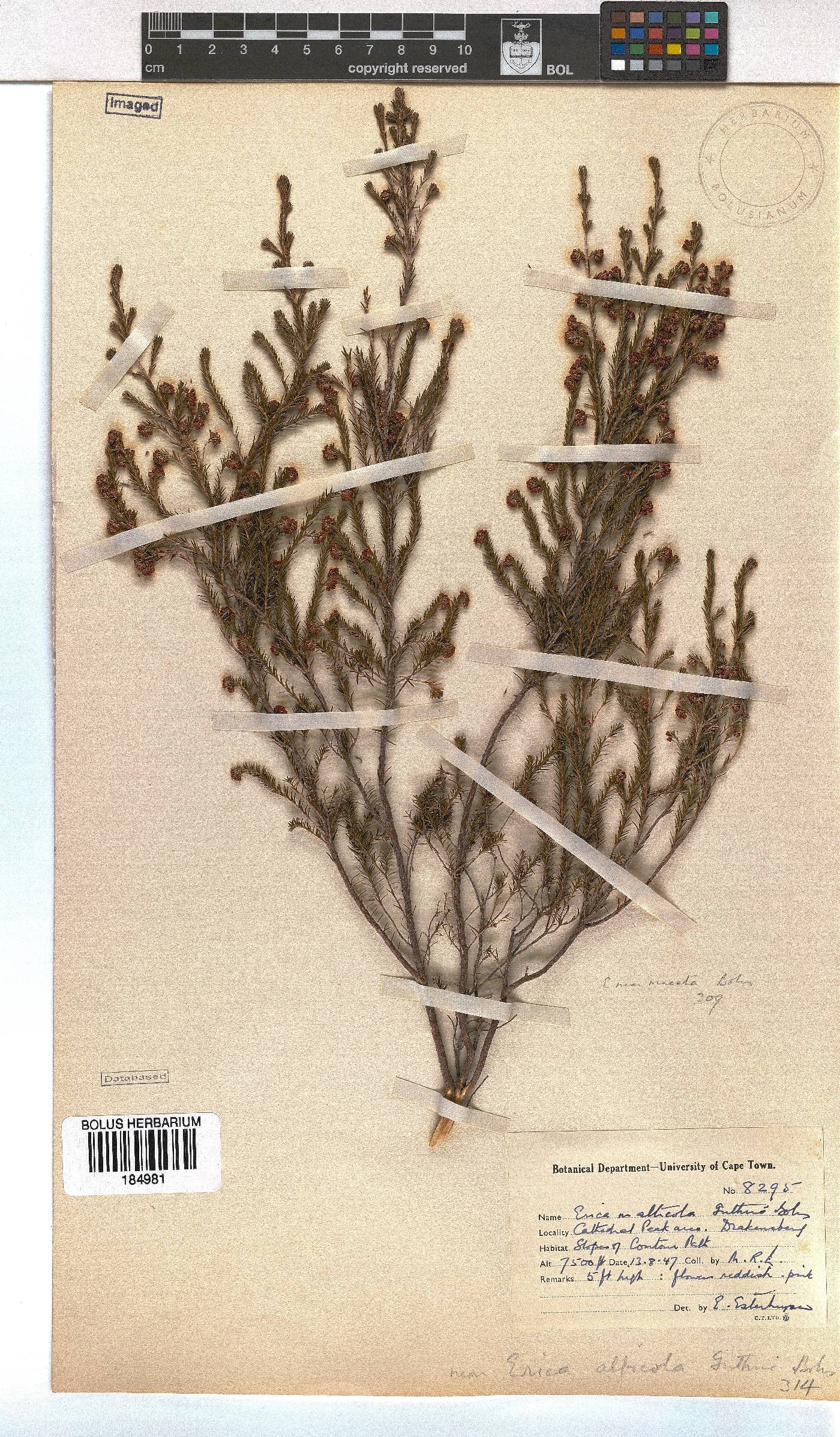 Erica alticola image