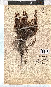 Erica glandulipila image