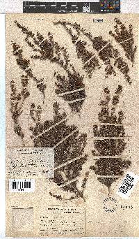 Erica glandulipila image