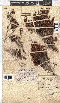 Erica glandulipila image