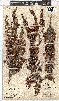 Erica glandulipila image