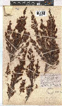 Erica glandulipila image