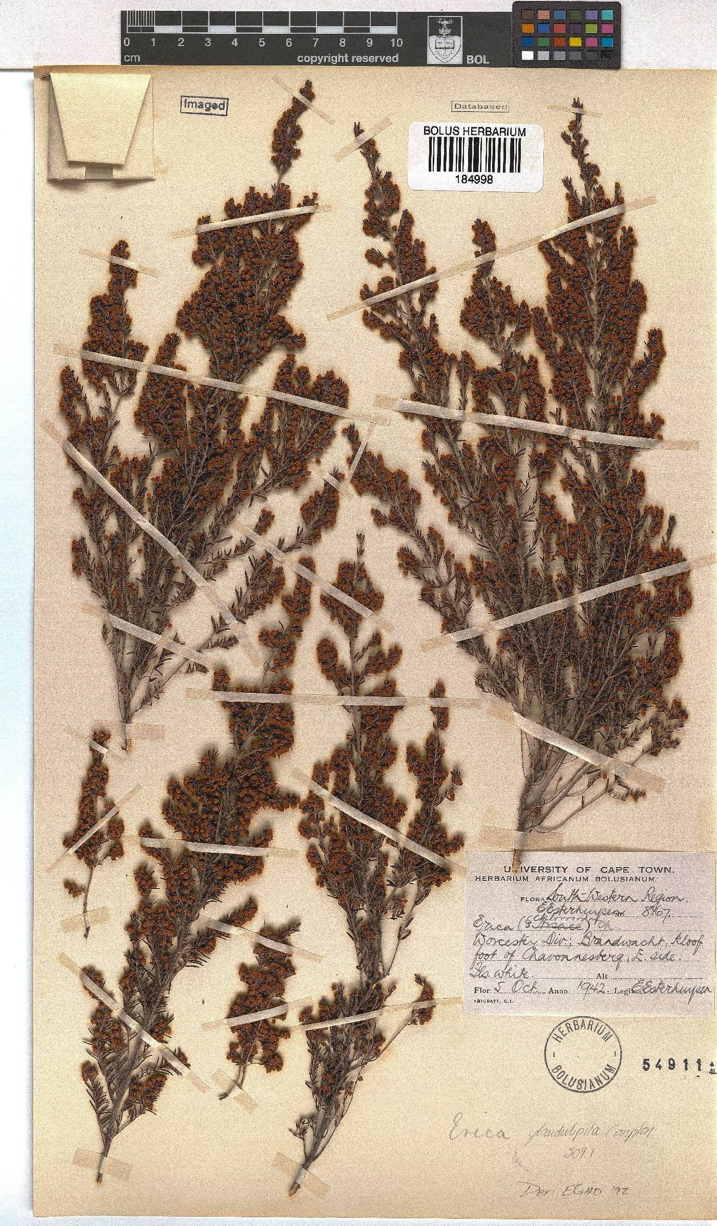 Erica glandulipila image