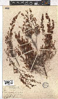 Erica glandulipila image