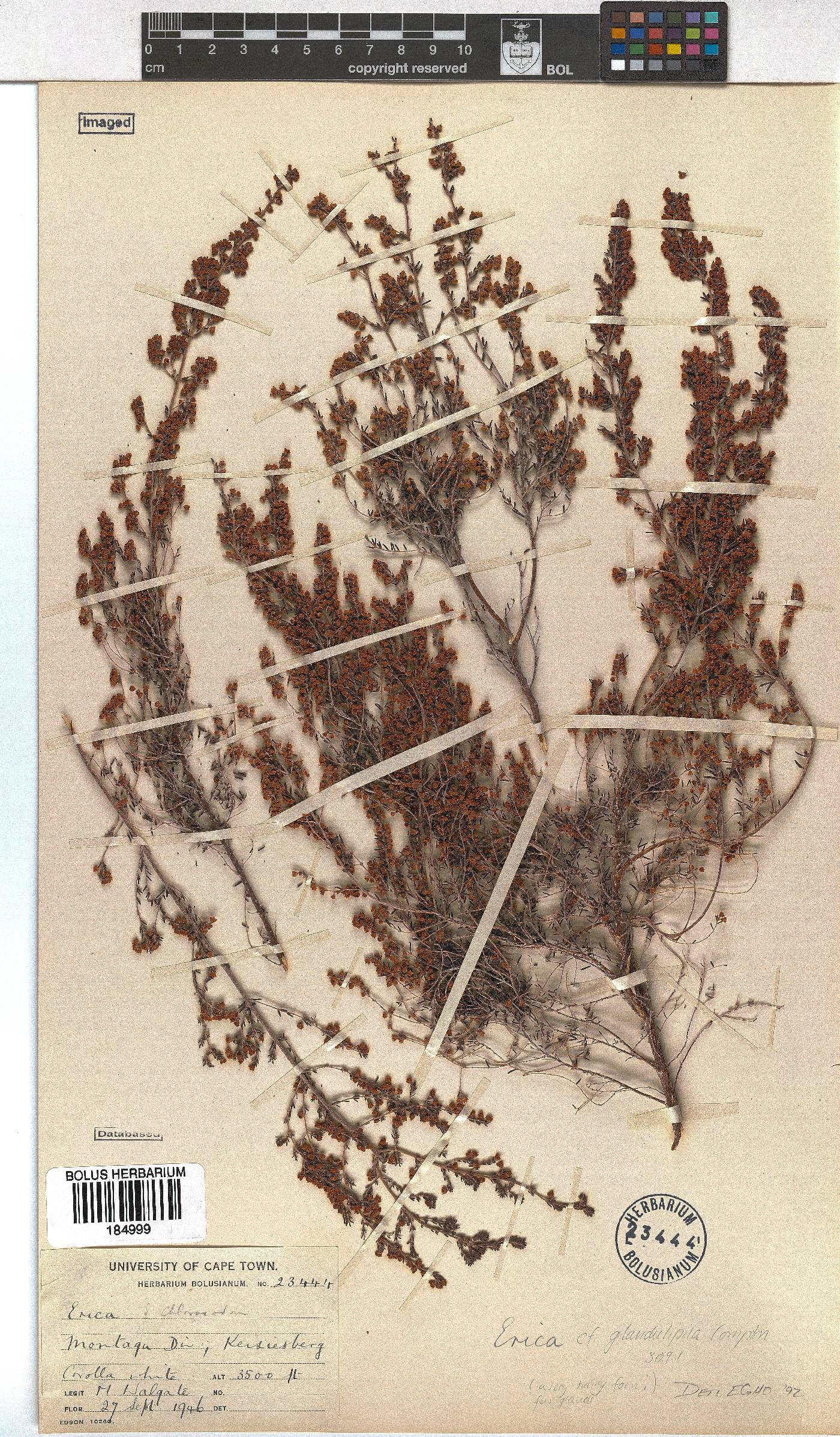 Erica glandulipila image