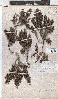 Erica altiphila image