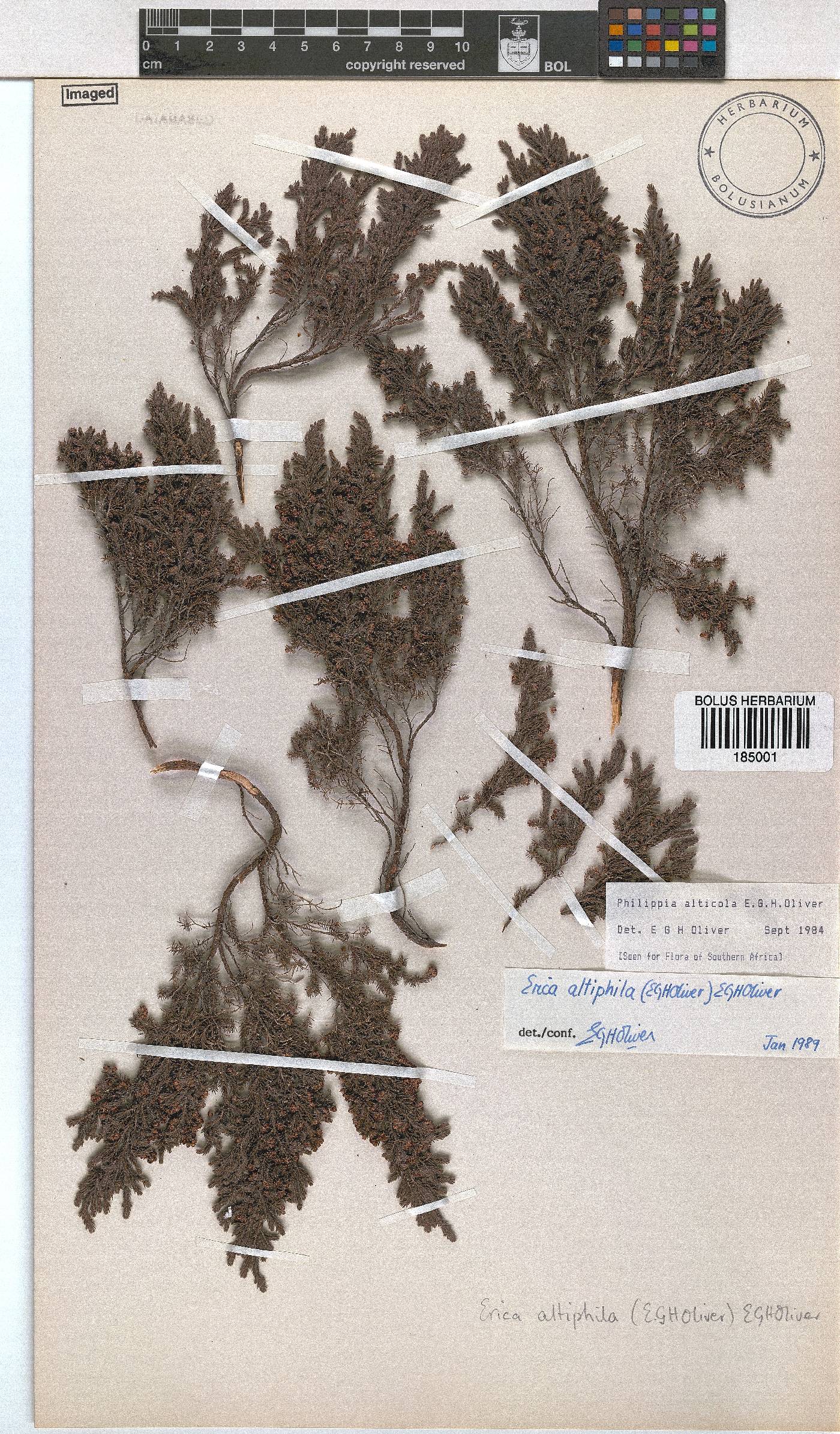 Erica altiphila image