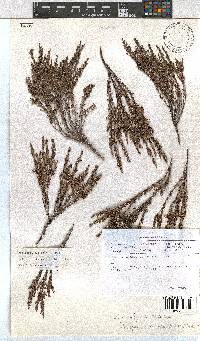 Erica altiphila image