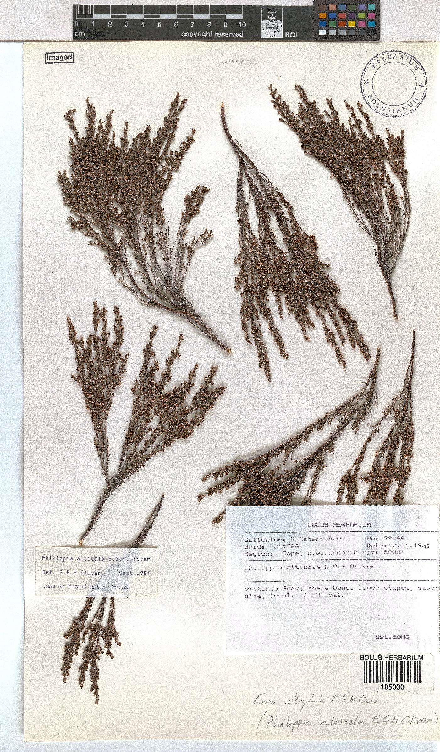 Erica altiphila image