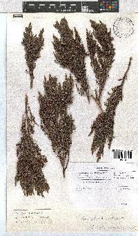 Erica altiphila image