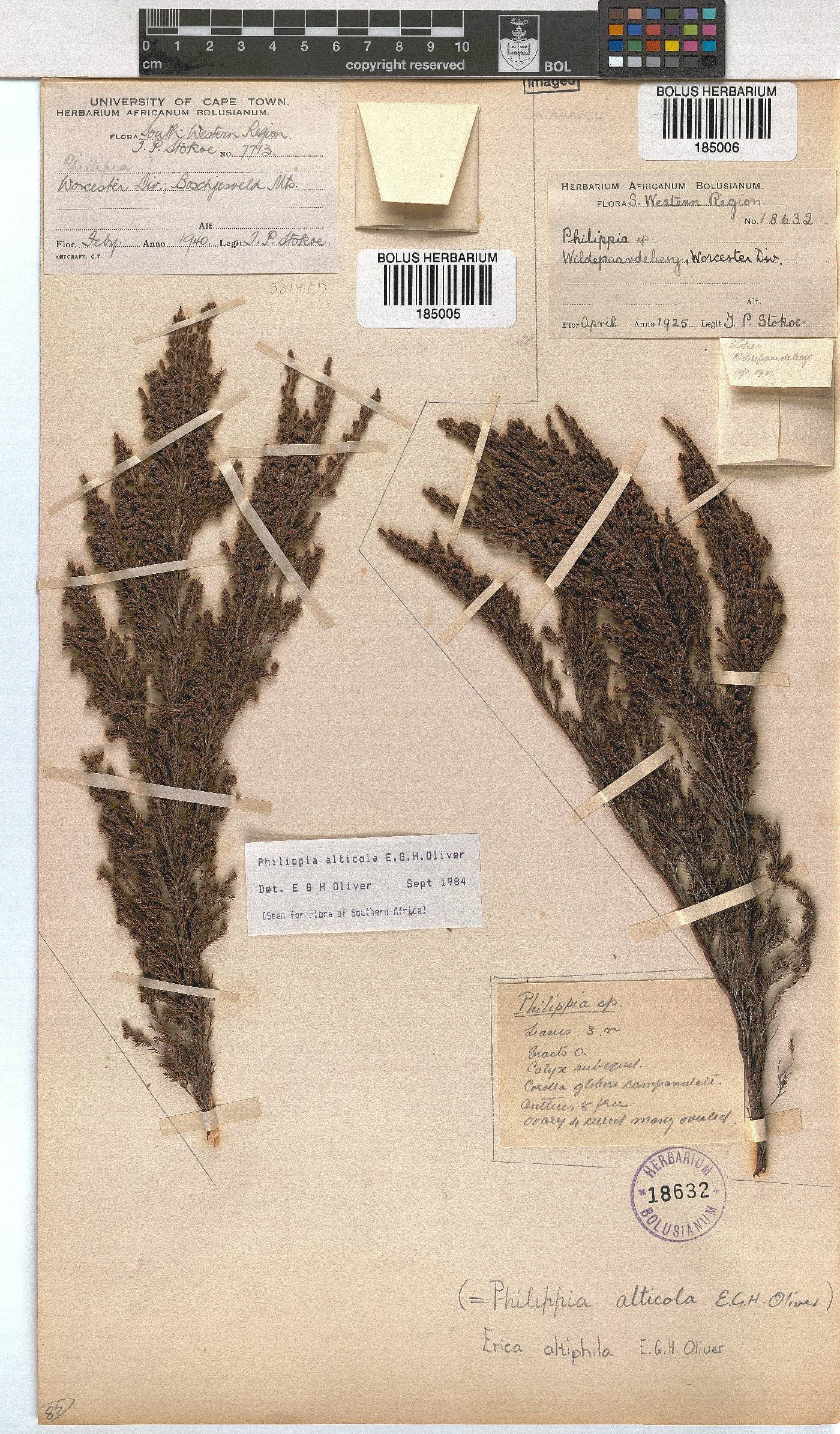 Erica altiphila image